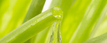 Phytotherapie